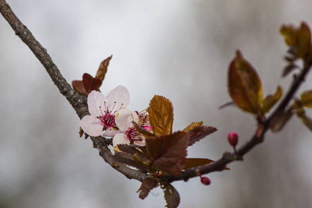 美丽的 季节 自然 美女 樱桃 植物 日本人 日本 天空