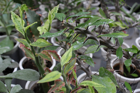 美丽的 开花 颜色 植物区系 自然 特写镜头 植物 食物