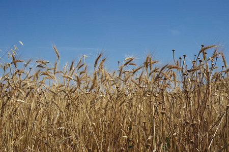 农业 领域 风景 作物 食物 耳朵 秋天 黑麦 稻草 季节