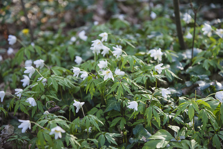 植物区系 春天 草地 植物学 公园 森林 花瓣 自然 银莲花