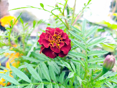 植物 花园 美丽的 花瓣 开花 春天 粉红色 夏天 美女