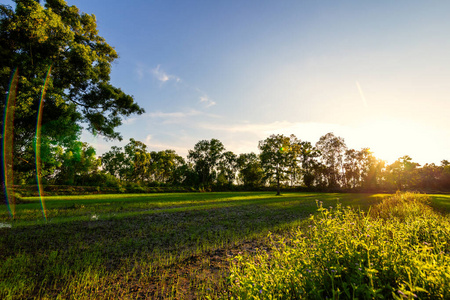 太阳 天空 大米 生长 农场 小麦 领域 环境 植物 自然