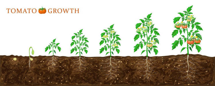 番茄植株从种子到开花成熟的生长阶段.