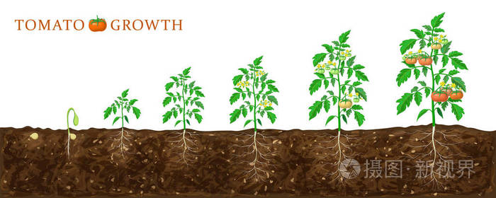 番茄植株从种子到开花成熟的生长阶段 以白色隔离地下根系的健康番茄植株的生命周期和番茄长石图解 生物园艺照片 正版商用图片2aj46z 摄图新视界