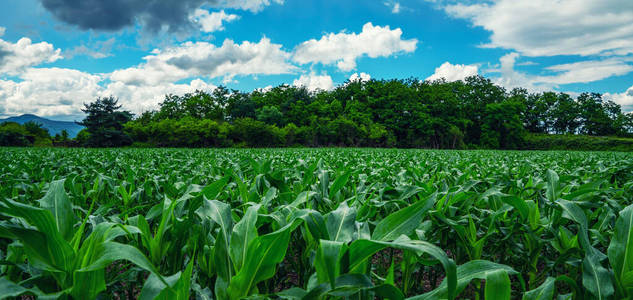 美女 谷类食品 领域 季节 农业 乡村 自然 玉米地 饲料