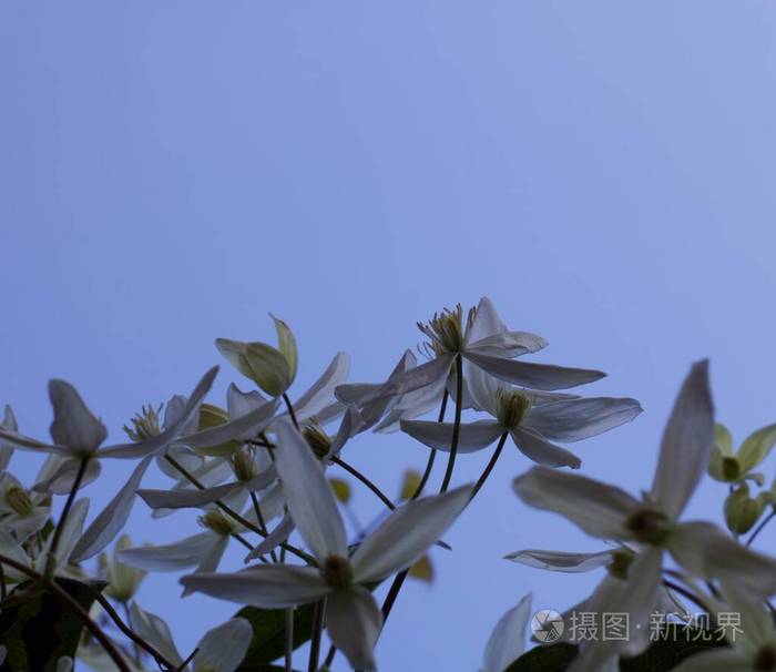 灰蓝色天空下冬花铁线莲的临摹空间