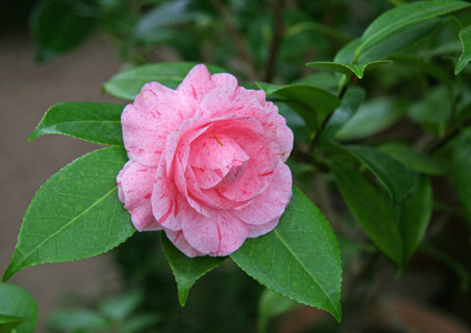 树叶 自然 特写镜头 园艺 花瓣 杜鹃花 颜色 春天 照片