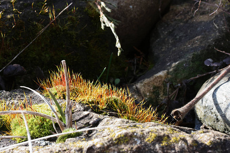 特写镜头 颜色 岩石 植物区系 森林 植被 苔藓 生长 环境