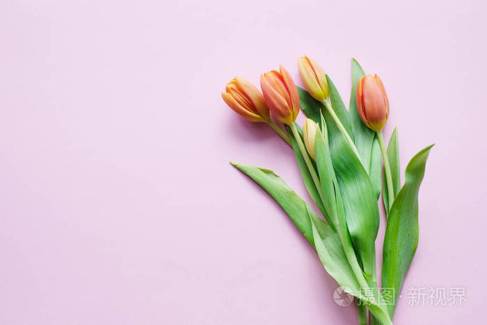 开花 郁金香 招呼 季节 庆祝 美丽的 美女 植物 自然
