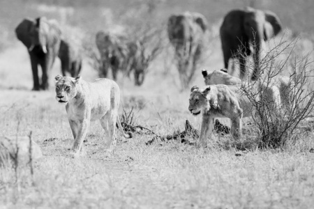 非洲 游猎 哺乳动物 动物 克鲁格 国家的 南方 猫科动物