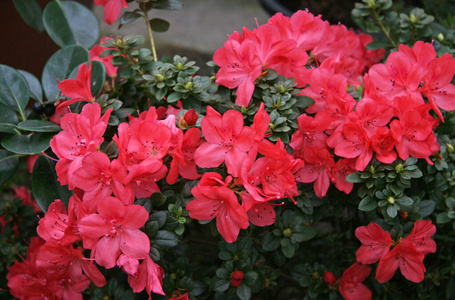 公园 杜鹃花 园艺 植物区系 美女 花瓣 粉红色 花的 照片