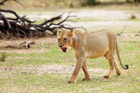 狮子 哺乳动物 沙漠 南方 草地 美丽的 食肉动物 非洲