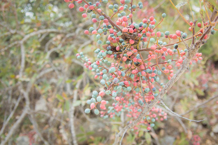 树枝上的野生淡红色浆果