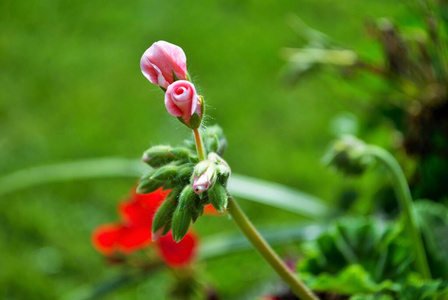 颜色 雄蕊 美丽的 后院 盛开 花束 花的 粉红色 春天