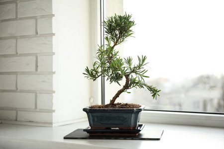 盆景 日本人 植物学 生长 自然 花园 气氛 植物区系 窗口