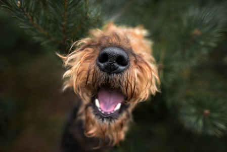 小狗 猎犬 肖像 头发 可爱极了 哺乳动物 宠物 枪口 动物