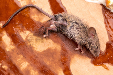 物质上有毒物质上的死老鼠照片