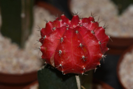 特写镜头 脊柱 美丽的 种子 纹理 花园 沙漠 夏天 植物区系