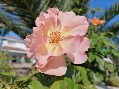 美女 玫瑰 盛开 开花 花园 美丽的 花的 春天 夏天 植物