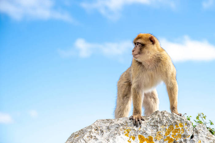 一只猴子站在悬崖上观察周围的环境背景是蓝天