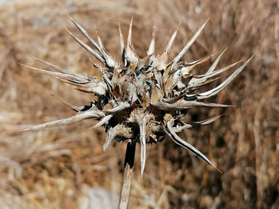 季节 森林 植物 环境 美丽的 自然 木材 冬天 风景 春天