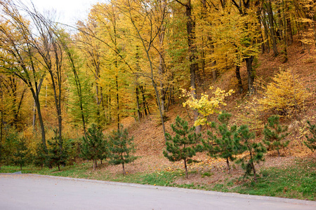 秋天树木黄绿相间的森林景观。