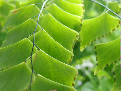 蕨类植物 夏天 铁线蕨 森林 颜色 植被 树叶 纹理 风景