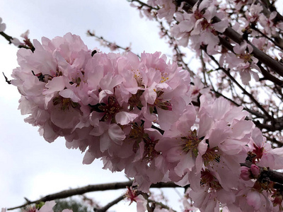 春天 樱花 季节 分支 盛开 风景 樱桃 日本 自然 旅行