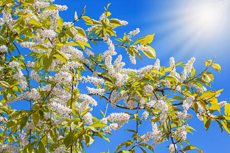 阳光 郁郁葱葱 特写镜头 明亮 灌木 森林 夏天 天空 分支