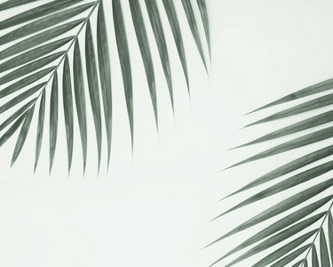 天空 最小值 艺术 树叶 框架 棕榈 植物 自然 太阳 复制空间