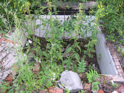 开花 自然 春天 夏天 植物 公园 植物区系 美丽的 季节