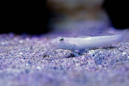 水族馆 马尔代夫 盐水 摄影 自然 生活 暗礁 杂志 特写镜头