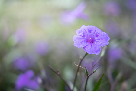 颜色 春天 花束 生长 纹理 花瓣 夏天 紫色 特写镜头