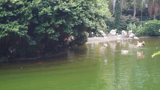 风景 反射 夏天 秋天 池塘 美丽的 天空 植物 旅行 场景