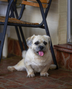 肖像 幼犬 眼睛 毛茸茸的 猎犬 可爱的 犬科动物 毛皮