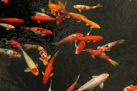 指甲与花式鲤鱼游泳在池塘背景红鲤鱼鱼红鲤鱼鱼红鲤鱼在水中日本鲤鱼