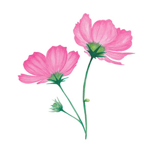 温泉手绘水彩画粉红色花朵,叶和芽.抽象花温泉,放松,度假.