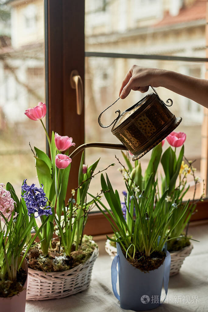 家里种的报春花在一个漂亮的窗台上窗户手带水壶爱护花草爱好郁金香和