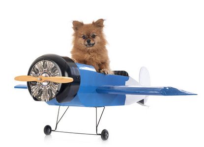 宠物 玩具 动物 飞机 演播室 毛茸茸的 假期 运输 斯皮茨