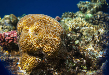 海景 阳光 美女 自然 海的 水肺 波动 暗礁 生活 场景
