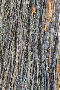 特写镜头 植物 木材 树皮 橡树 树干 古老的 纹理 自然