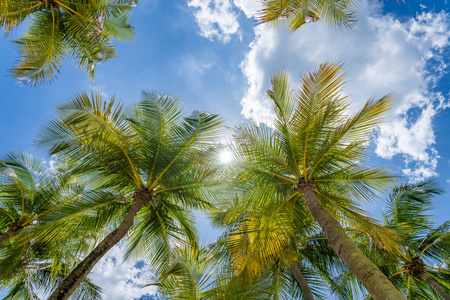 天堂 自然 旅游业 海岸 热带 太阳 美女 椰子 植物 假期