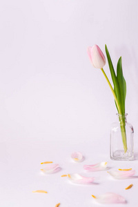 白色背景下花瓶里的粉红色郁金香和掉落的花瓣