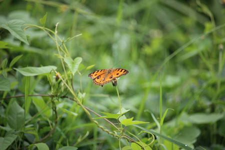 翅膀 昆虫 飞行 美丽的 飞蛾 收集 森林 特写镜头 自然