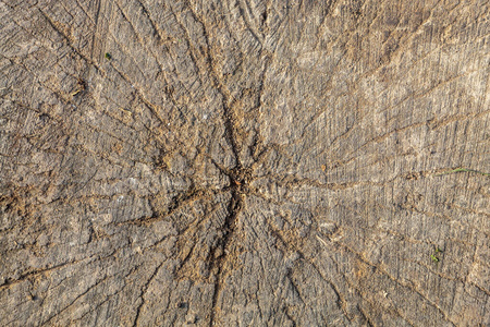 材料 树干 木材 自然 戒指 圆圈 日志 破裂 树桩 古老的