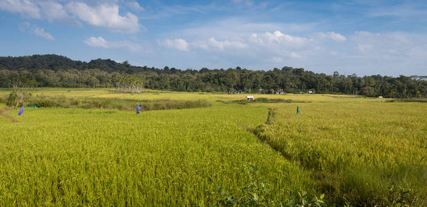 种植园 郁郁葱葱 稻谷 农田 收获 季节 植物 栽培 灌溉