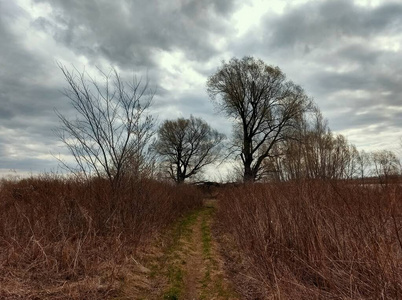 秋天 风景 冬天 天空 环境 森林 美丽的 自然 植物 小山