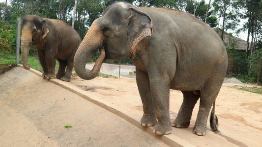 热带 泰国 动物 哺乳动物 动物园 自然 囚禁 旅游业 喂养