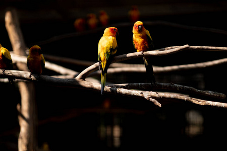 美女 宠物 颜色 鸟类 鹦鹉 野生动物 太阳 长尾鹦鹉 动物园