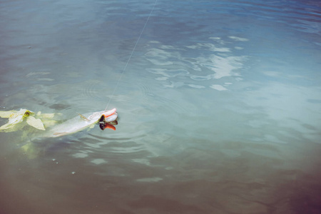 鳟鱼 琵鹭 食物 抓住 水下 垂钓 斯堪的纳维亚 勺子 爱好